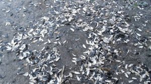 Применение шелухи от семечек