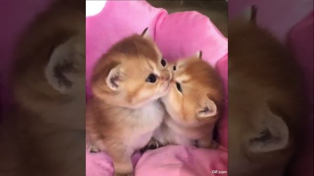 День первого поцелуя отмечают сегодня