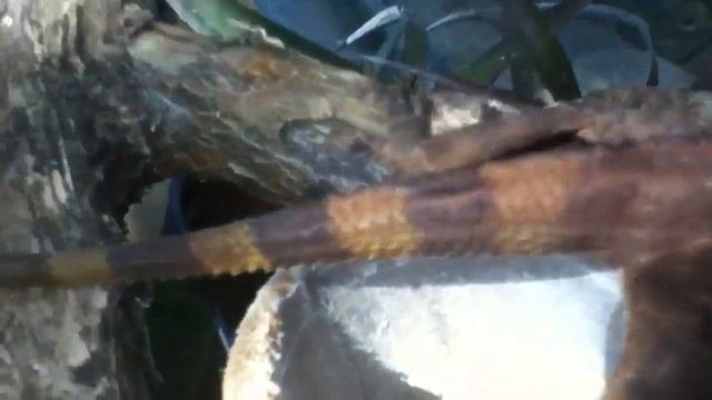 RARE!! Mindoro Forest Dragon (Gonocephalus semperi) смотреть онлайн