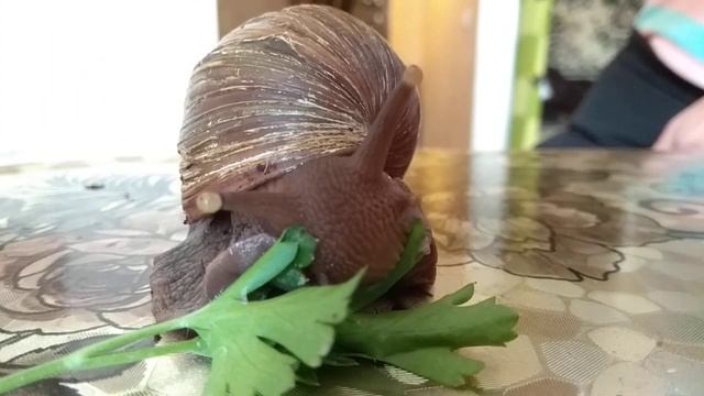 Как кушает улитка смотреть онлайн