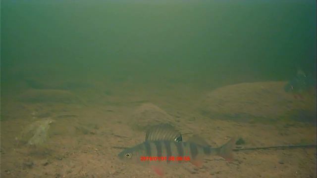 Окуньки на параде.. смотреть онлайн