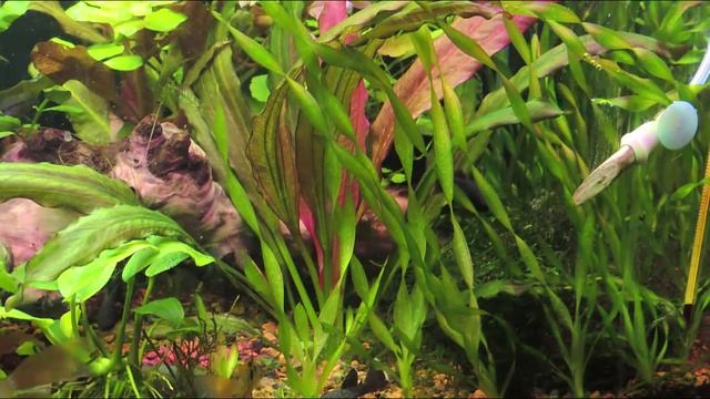Валлиснерия спиральная(Vallisneria Spiralis)
