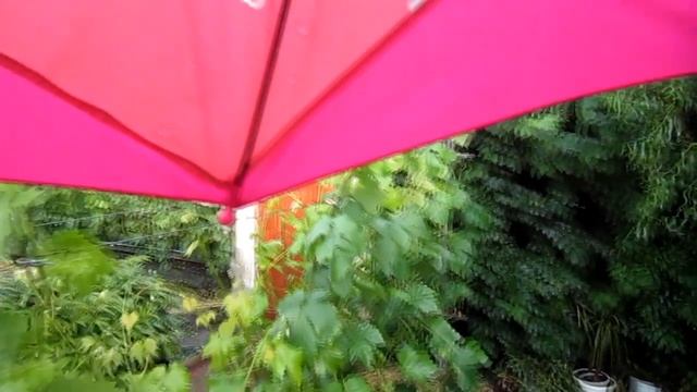 Зацвёл виноград жди дождя смотреть онлайн