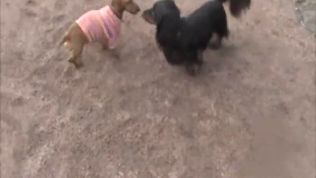 Таксы играют на прогулке смотреть онлайн