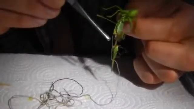 Ужас. Паразиты везде. смотреть онлайн