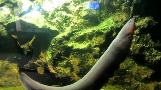 электрический угорь