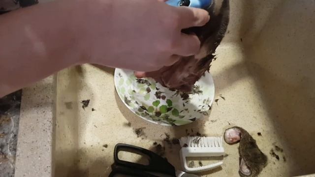 Лосинная губа. Чистим. Варим. смотреть онлайн