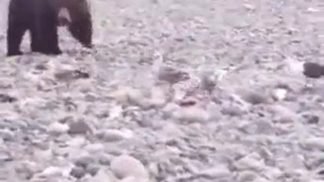 22 медведя смотреть онлайн