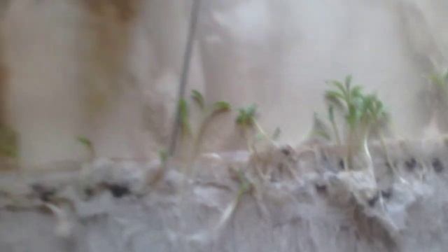 Пикирую Рассаду  Календулы 