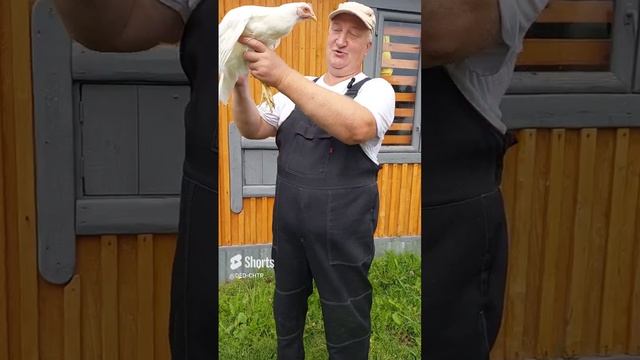 КУРЫ МИРОВОГО КЛАССА!!! АМЕРИКАНСКИЙ ЛЕГГОРН!!! смотреть онлайн