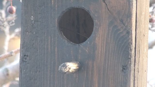 Воробьянинов обживает зимний скворечник :) смотреть онлайн