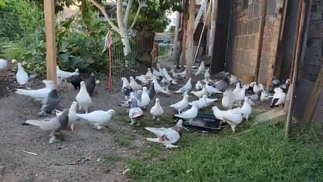 Часть одиннадцатая. Новые таджикские и узбекские голуби у Андрея в Германии. смотреть онлайн