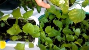 БАКЛАЖАНЫ ПОЖЕЛТЕЛИ!-ЧТО ДЕЛАТЬ?