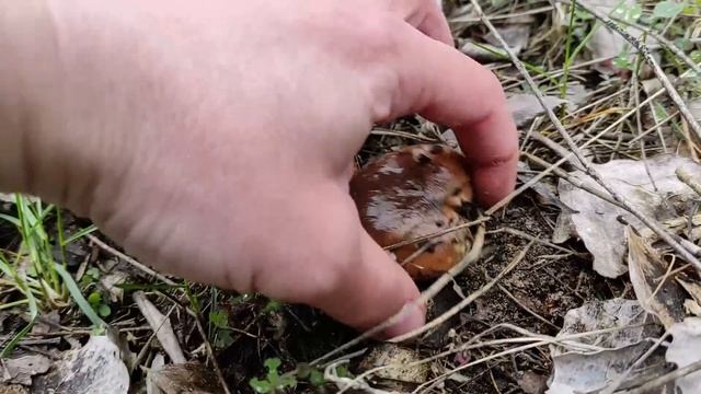 За грибами. Первые маслята поперли в апреле. Грибы2023.