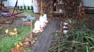 Моя любимая Дача 26 октября 2018 г. Укрываю розы, пихту. А в хвойном уголке-лето!