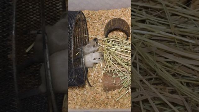 Виды песчанок #shorts смотреть онлайн