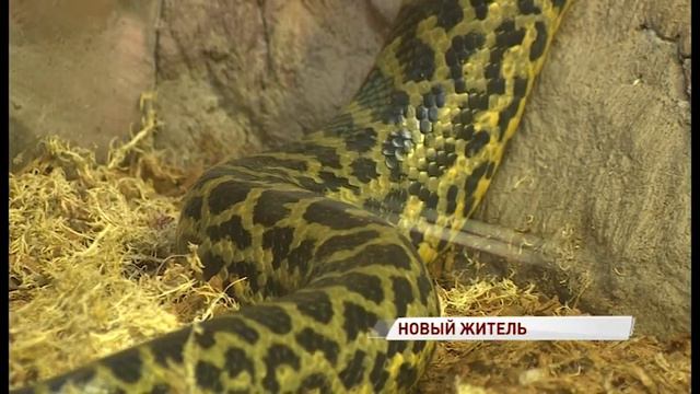 В Ярославском зоопарке поселилась полутораметровая анаконда смотреть онлайн