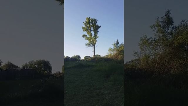 Валим тополь смотреть онлайн