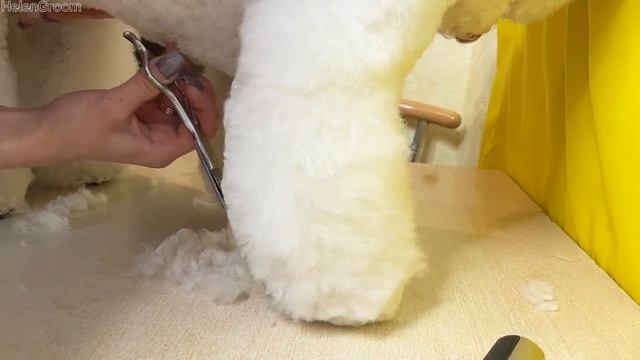 Bichon Frise haircut | Стрижка Бішона фрізе смотреть онлайн