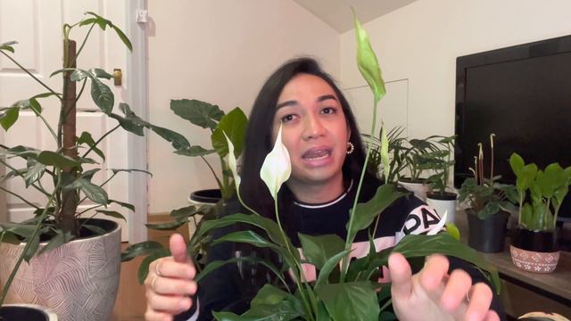 Ep 4: My Top 10 Indoor Plants | Kim Tries to Vlog смотреть онлайн