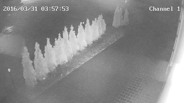 В Бресте воруют туи (запись с камеры видеонаблюдения) смотреть онлайн