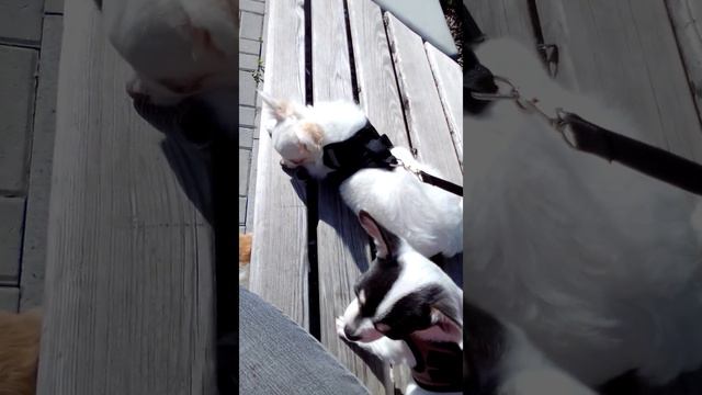 третья прогулка щенков . Злата готовится к родам . Чихуарий Екатеринбург. https://chihuariy-ekb.ru/ смотреть онлайн