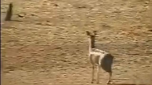 Klipspringer смотреть онлайн