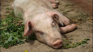 Болезни свиней - как распознать и чем лечить?