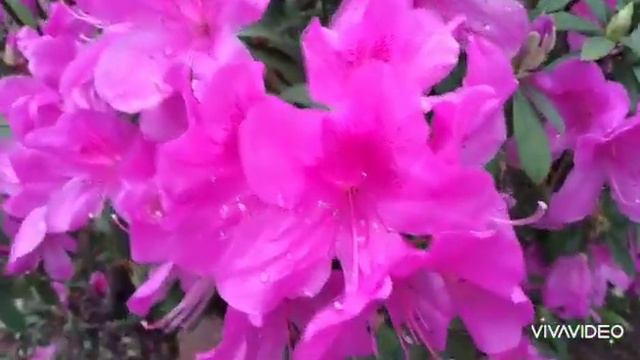 BEAUTIFUL BLOOMING FLOWERS