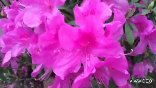 BEAUTIFUL BLOOMING FLOWERS