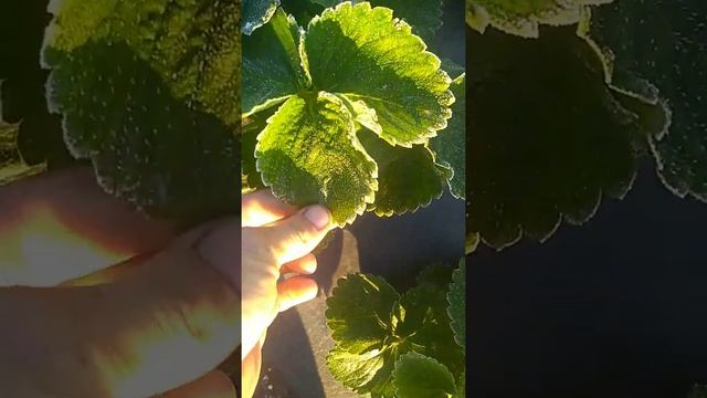 Клубника ?в инее,первые заморозки. смотреть онлайн