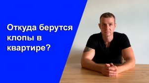 Откуда берутся клопы в квартире?