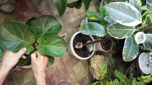 Магия! Цитокининовая паста!Как я сделала фикус кустистей, пышней.