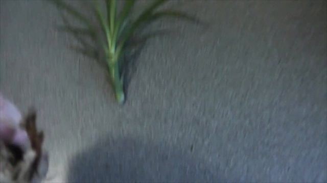Я опять убила свою драцену/ Теперь случайно/ И все же выращиваю молодое деревце/ Часть 3/3 смотреть онлайн