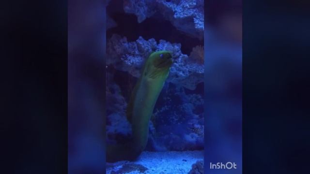 Воронеж. Океанариум 2019 глазами молодого отца в полном расцвете сил. смотреть онлайн