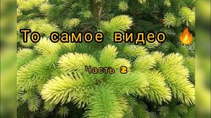 Весенняя божественная красота редких хвойных! То самое долгожданное видеочасть 227 мая 2023