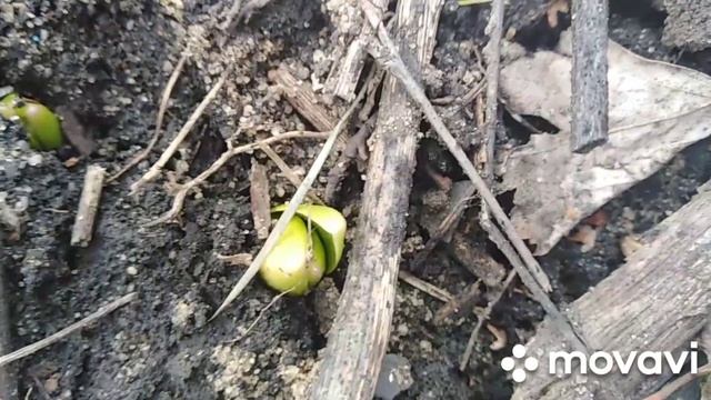Первоцветы. Что вы знаете о чае из бадана? смотреть онлайн
