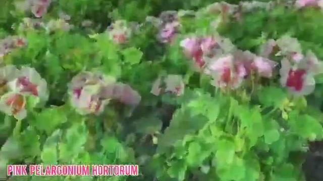 Pink Pelargonium Hortorum смотреть онлайн