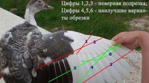 Как подрезать крылья уткам