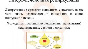 1.6. Фармакокинетика: выведение (экскреция)
