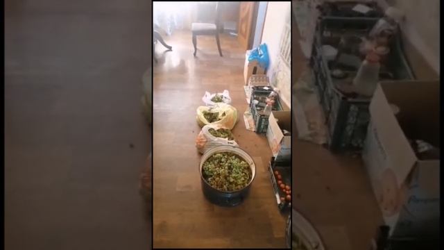 сок из винограда своими руками #покажу #расскажу #сок #виноградный #своими #руками #без пресса