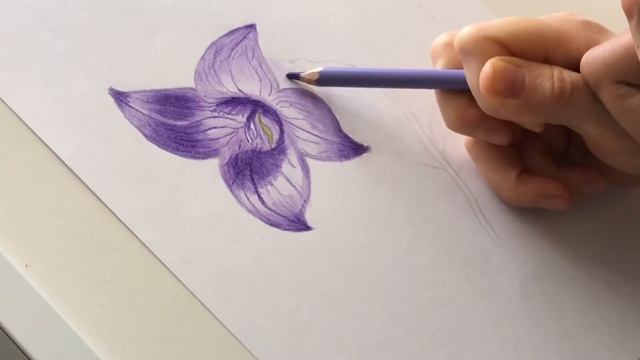 Как рисовать цветы. Рисуем колокольчик.Цветными карандашами. Пошагово.Простая техника. смотреть онлайн