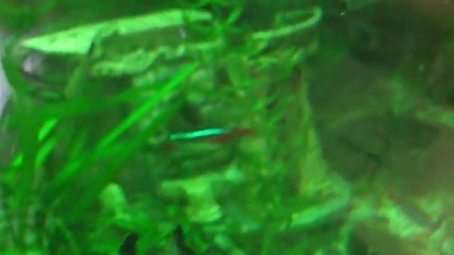 Сом таракатум и неоны. Аквариумные рыбки. смотреть онлайн