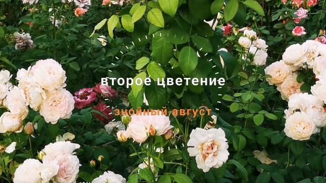 Андре Брише Andre Brichet (Imca Marina ) цветущая постоянно обильно, устойчивая к жаре флорибунда смотреть онлайн