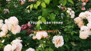 Андре Брише Andre Brichet (Imca Marina )   цветущая постоянно обильно, устойчивая к жаре флорибунда