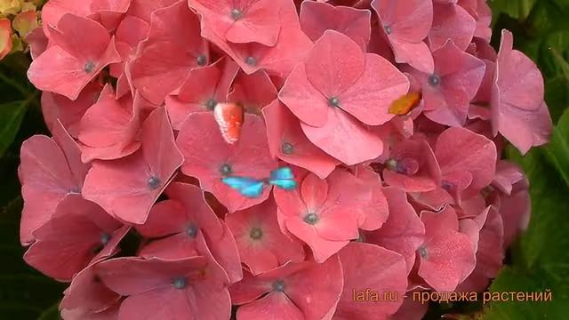 Гортензия крупнолистовая Кинг Джордж V ? обзор: как сажать, саженцы гортензии Кинг Джордж V смотреть онлайн