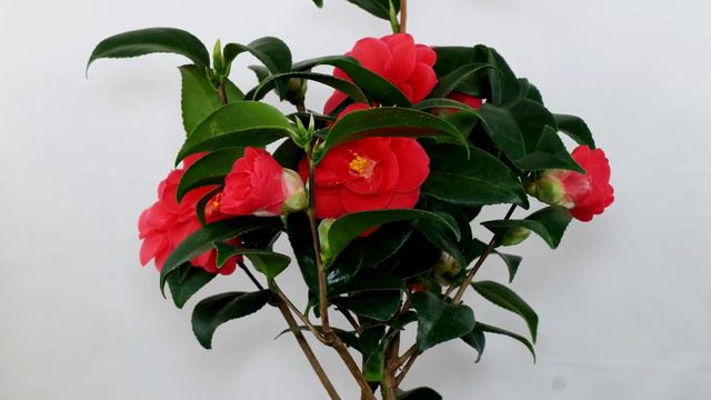 Camellia Japonica 