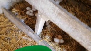 Декабл Уайт - лучшие несушки. Несутся как из пулемёта. Рекомендую.