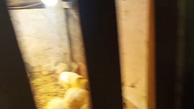 Цыплята в 7 дней, первые дни жизни цыплят смотреть онлайн