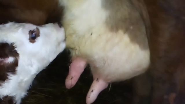 Утро ничего не предвещало \Делюсь с вами РАДОСТЬЮ\ семья Сиротенко